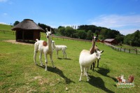 /album/fotogalerie-farma-park-sobehrdy/farmapark-sobehrdy-jpg1/